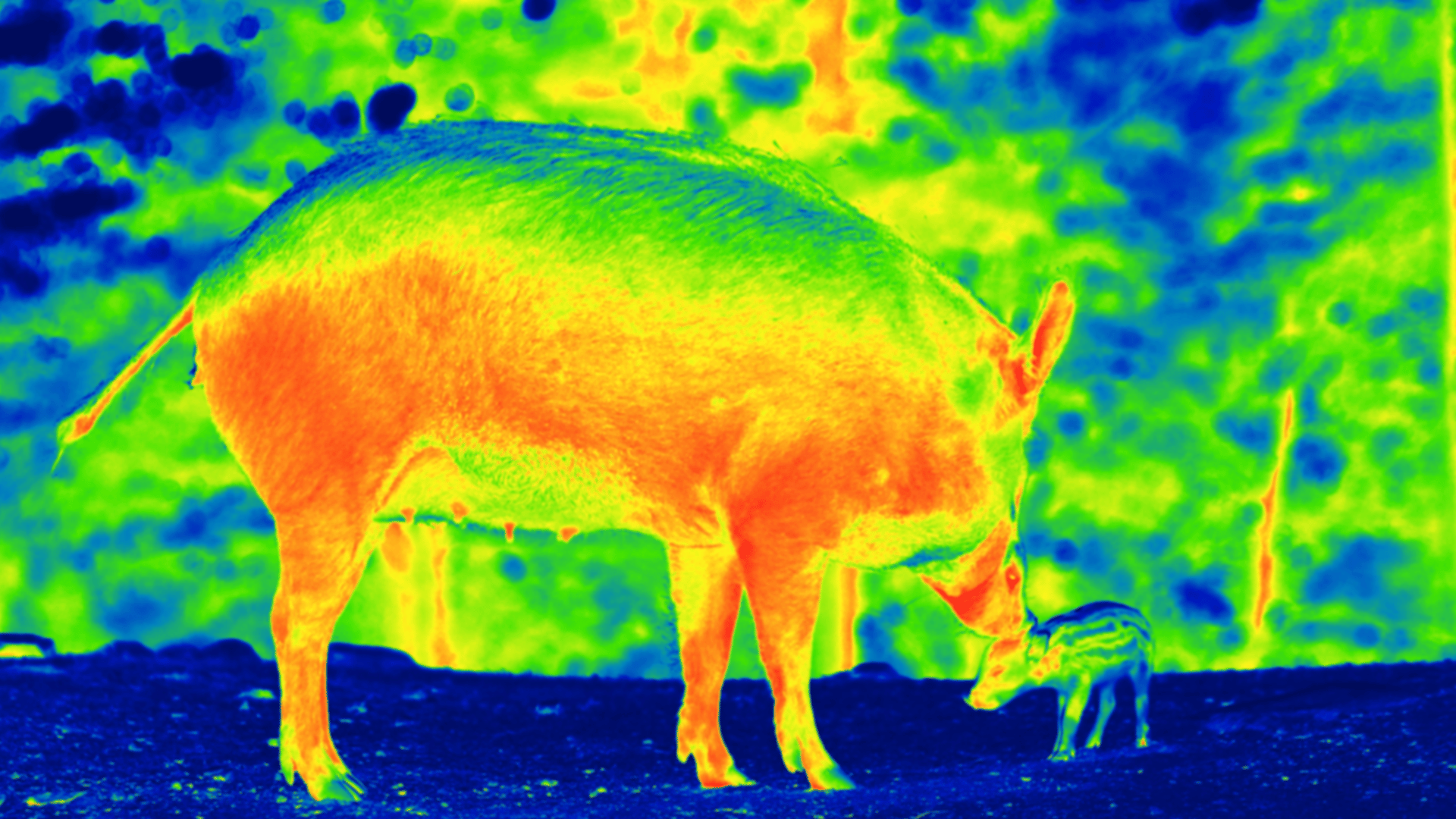 thermal camera capturing wild pig