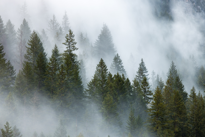 foggy forest