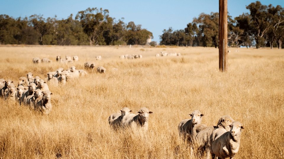 australian sheep
